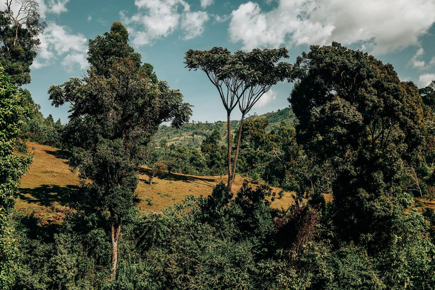 Ethiopia Natural Duwancho Coffee SCAA Score: 88