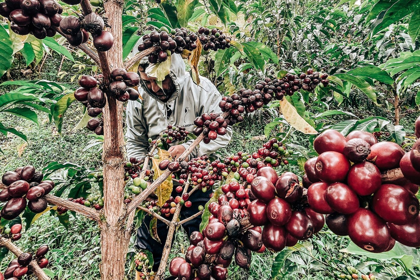 Ecuador La Reserva Kanaa Wush Wush Coffee